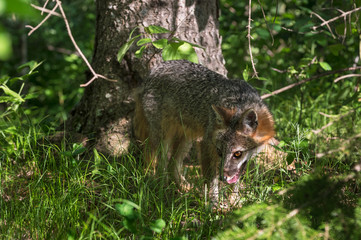 Grey Fox Vixen (Urocyon cinereoargenteus) in Woods