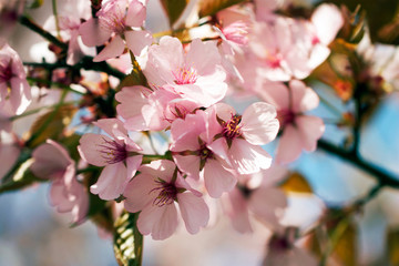 Blooming cherry tree, closeup.
