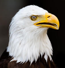 Obraz premium Bald Eagle - Pyguargue à tete blanche