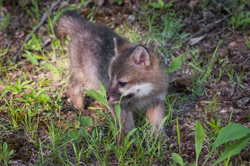 Grey Fox Kit (Urocyon cinereoargenteus) Looks Left
