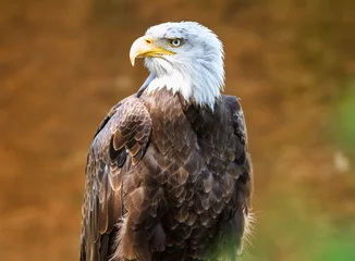 Foto op Plexiglas Bald Eagle - Pyguargue à tete blanche © AB Photography