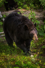 Adult Female Black Bear (Ursus americanus) Walks Forward