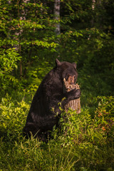Adult Female Black Bear (Ursus americanus) Forages in Stump