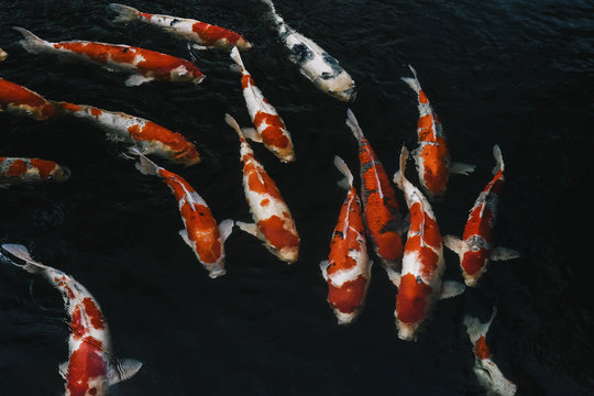 Swarm of two-colored carp swimming in a Japanese pond