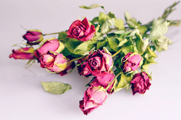 Dry roses
