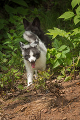 Fototapeta premium Marble Fox and Silver Fox (Vulpes vulpes) Trot Around Corner