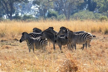 Obraz premium Zebras Okavango Delta Botswana