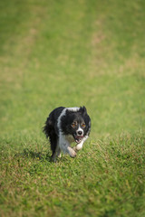 Stock Dog Runs Forward to Viewer