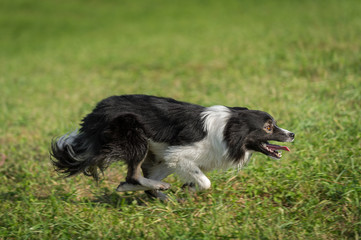 Sheep Dog Runs Right Full Out