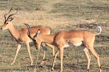 Naklejka premium Impala Moremi Nature Reserve Botswana