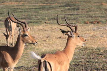 Naklejka na ściany i meble Impala Moremi Nature Reserve Botswana