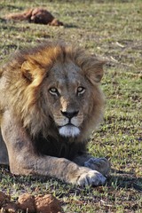 Fototapeta premium Löwe Moremi Nature Reserve Botswana