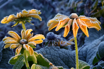 Blumen 887