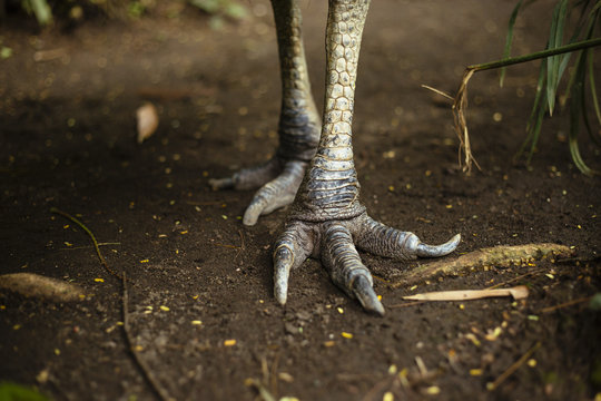 Northern Cassowary feet