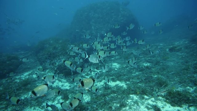 A big flock of Zebra seabream (Diplodus cervinus) in the Mediterranien sea