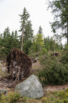 entwurzelter Baum - Sturmschaden