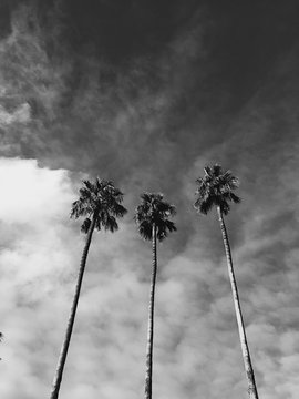 Black and white image of three palm trees
