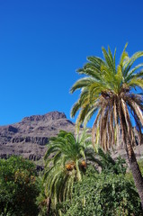 Fototapeta na wymiar palmiers et montagne grande canarie