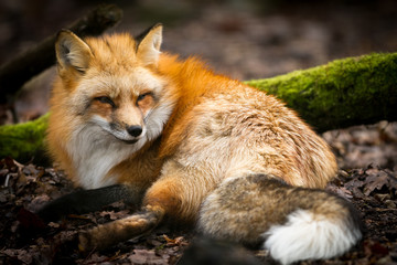 Red Fox - Renard Roux