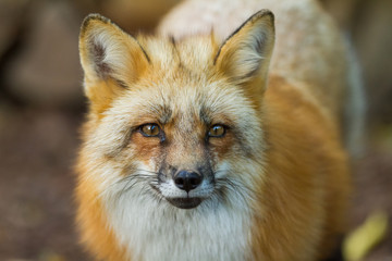 Red Fox - Renard Roux