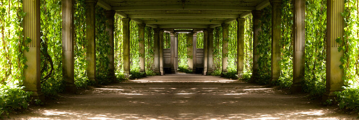 panorama of a colonnade with old columns covered with wild grapes, highlighted with backlight