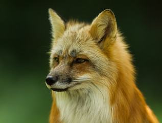 Obraz premium Red Fox - Renard Roux