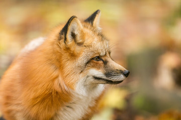 Obraz premium Red Fox - Renard Roux