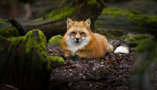 Red Fox - Renard Roux