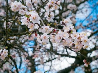 Blooming trees, flowering fruit trees, spring and blooming apricot trees Blooming field trees, glowing nature, apricot trees