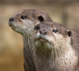 otter