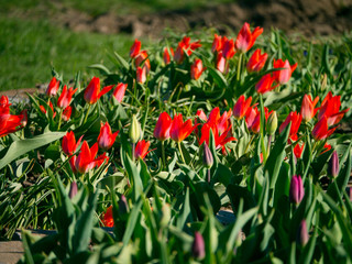 Red tulips background, flowers in the garden