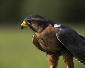Aplomado Falcon