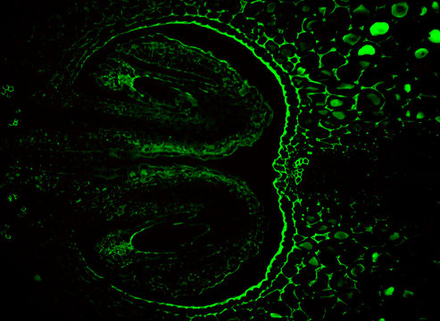 Lily ovary plant cells green fluorescence micrograph