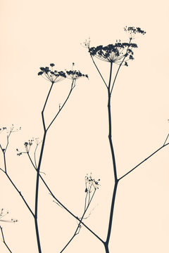 Still life of dried fennel flowers