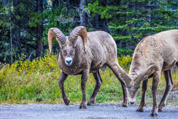 Obraz na płótnie Canvas Big horns on the road, Spray Valley Provincial Park Alberta, Canada