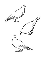 Hand drawn outline pigeons on white background. Vector illustration of dove bird.