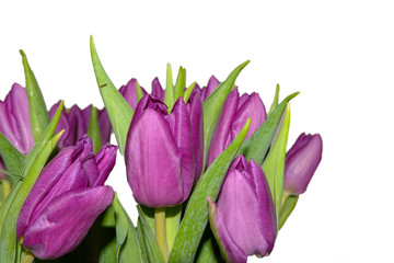 Fototapeta premium Tulpenstrauss isoliert 