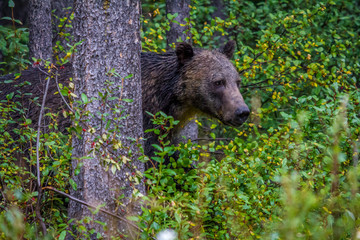 Grizzly on the prowl, Banff National Park, Alberta, Canada