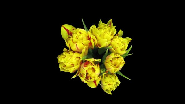 Time-lapse of opening yellow-red tulips in a vase 2x3 in RGB + ALPHA matte format isolated on black background