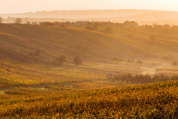 Fototapeta premium Moravian autumn vineyards