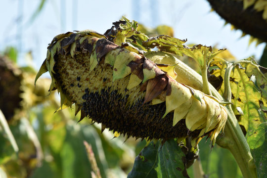 Helianthus annuus Solros Auringonkukka ヒマワリ Seme Zonnebloem Tournesol Girasole Almindelig solsikke Sunflower seed Sonnenblume دوار الشمس