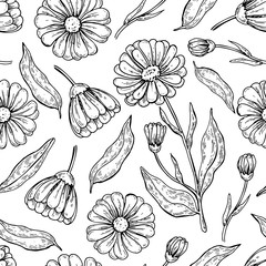 Calendula seamless pattern.  Isolated medical flower and leaves 