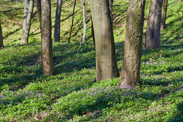 Purple flower field background