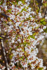 Spring blossom background. Beautiful nature scene with blooming tree and sun flare.