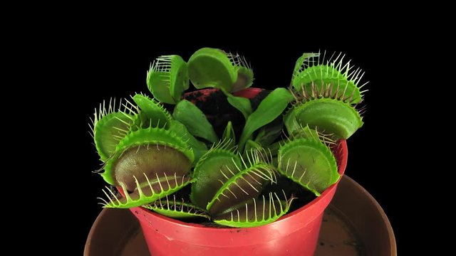 Time-lapse of growing Venus flytrap (Dionaea muscipula) plant 1x3 in 4K PNG+ format with ALPHA transparency channel isolated on black background