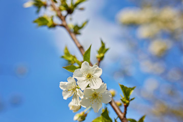 blossoming apple tree with white flowers