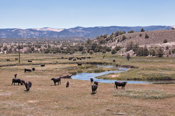 Weidende Kühe am Fluss, USA_SW