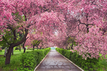 Fototapeta premium Park with alley of blossoming red apple trees.