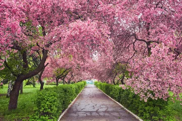 Gartenposter Park with alley of blossoming red apple trees. © Ryzhkov Oleksandr