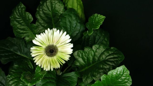 Time-lapse of pink zinnia flower growing over 8 days.